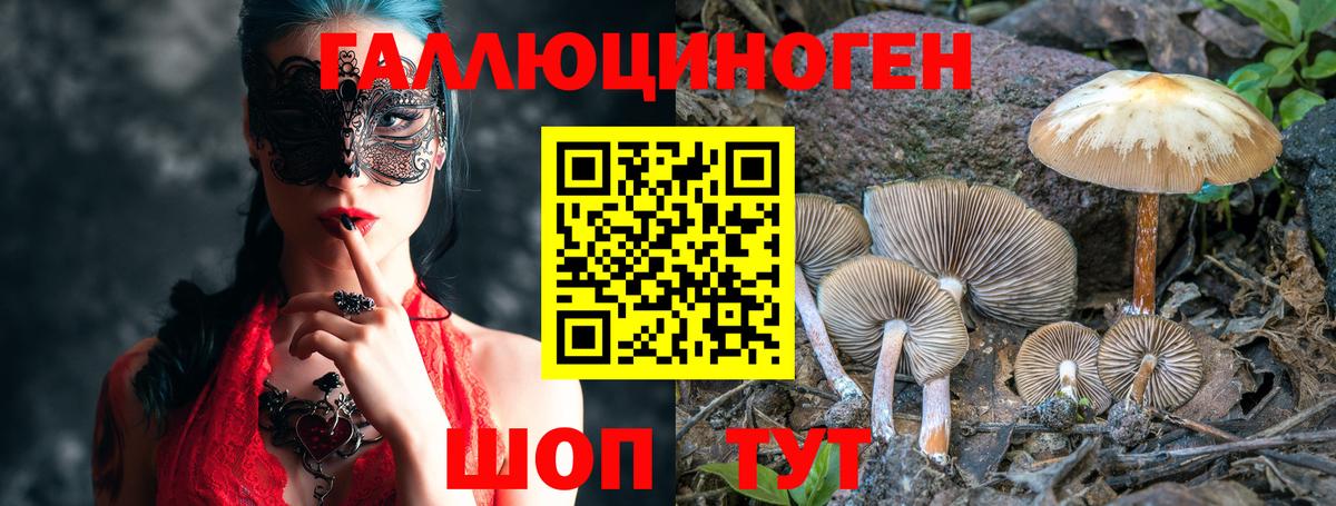 Тверь  что такое   Вход с VPN  Псилоцибиновые грибы Magic Shrooms 