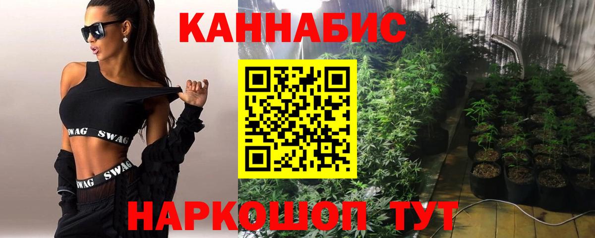 Бошки Шишки планчик Тверь